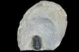 Gerastos Trilobite Fossil - Morocco #87558-2